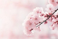 Sakura tree in bloom outdoors blossom flower. AI generated Image by rawpixel.