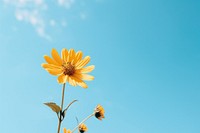 Yellow flower under blue sky during daytime outdoors blossom nature. AI generated Image by rawpixel.