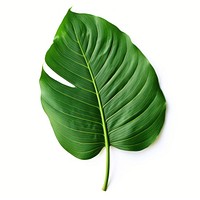 Tropical leave plant leaf white background. AI generated Image by rawpixel.