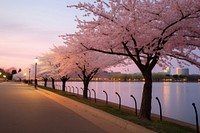 Washington DC outdoors blossom nature. AI generated Image by rawpixel.