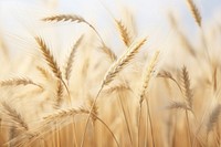 Wheat stalks blowing in the wind agriculture outdoors nature. AI generated Image by rawpixel.