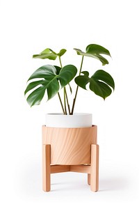 Monstera tree plant vase leaf. AI generated Image by rawpixel.