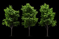 Collections green tree plant outdoors nature. AI generated Image by rawpixel.