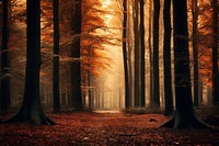 Autumn forest nature landscape outdoors woodland. AI generated Image by rawpixel.
