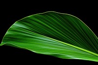 Close-up of a tropical leaf plant green backgrounds. AI generated Image by rawpixel.