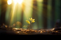 Nature bokeh light sunlight outdoors. AI generated Image by rawpixel.