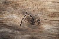 Old wooden oak tree surface backgrounds textured abstract. AI generated Image by rawpixel.
