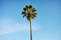 Palm tree at California outdoors plant tranquility. AI generated Image by rawpixel.