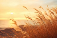 Sunrise with the wind landscape sunlight outdoors. AI generated Image by rawpixel.