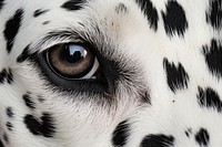 Dalmatian dog skin texture wildlife leopard animal. 