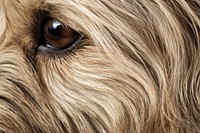 Dog short hair texture terrier mammal animal. AI generated Image by rawpixel.