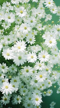 White flowers in green field nature outdoors blossom. AI generated Image by rawpixel.