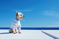 Dog outdoors terrier animal. AI generated Image by rawpixel.