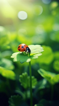 Ladybug leaf outdoors animal. AI generated Image by rawpixel.