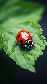 Ladybug on leaf animal insect plant. AI generated Image by rawpixel.