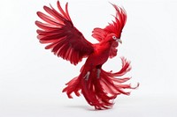 Chinese red blow chicken animal parrot. AI generated Image by rawpixel.