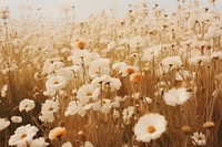 Flower field outdoors blossom nature. AI generated Image by rawpixel.