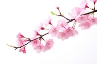 Sakura branch blossom flower petal. AI generated Image by rawpixel.