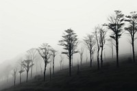 Tree line fog outdoors nature. AI generated Image by rawpixel.