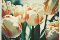 Tulips outdoors blossom flower. AI generated Image by rawpixel.