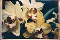 Orchids flower petal plant. AI generated Image by rawpixel.