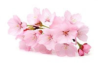 Cherry blossom flower plant white. AI generated Image by rawpixel.