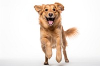 Dog jumping mammal animal puppy. AI generated Image by rawpixel.