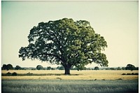 Oak tree field landscape outdoors. AI generated Image by rawpixel.
