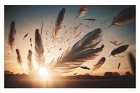 Feathers sunlight outdoors sunrise. AI generated Image by rawpixel.
