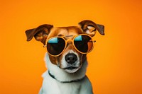 Jack Russell dog sunglasses portrait photography. AI generated Image by rawpixel.