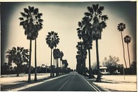Road with palm trees outdoors nature street. AI generated Image by rawpixel.