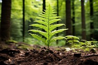 Fern tree vegetation outdoors. AI generated Image by rawpixel.