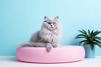 Pet accessories mammal animal kitten. AI generated Image by rawpixel.