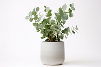 Eucalyptus plant leaf vase. AI generated Image by rawpixel.