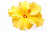 Hibiscus hibiscus flower yellow. AI generated Image by rawpixel.