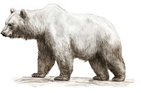 Bear wildlife drawing mammal. AI generated Image by rawpixel.