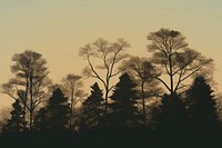 Trees silhouette outdoors nature plant. AI generated Image by rawpixel.