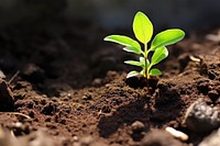 Plant growing on the ground leaf soil agriculture. AI generated Image by rawpixel.