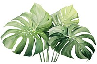 Monstera leaves nature plant leaf. AI generated Image by rawpixel.
