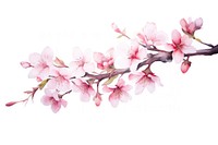 Cherry blossom flowers nature plant inflorescence. AI generated Image by rawpixel.