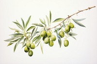 Olive fruit plant food. AI generated Image by rawpixel.