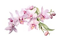 Orchid blossom flower nature. AI generated Image by rawpixel.