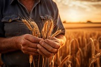 Farmer holding golden ear of wheat outdoors harvest nature. AI generated Image by rawpixel.