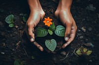 Hand growing a flower plant gardening planting outdoors. AI generated Image by rawpixel.