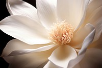 Magnolia flower blossom pollen. 