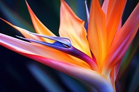 Bird of paradise flower petal plant. AI generated Image by rawpixel.