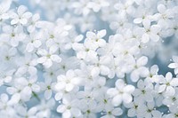 Gypsophila flower backgrounds outdoors. AI generated Image by rawpixel.