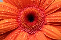 Gerbera flower backgrounds petal. AI generated Image by rawpixel.