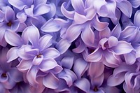 Hyacinth flower backgrounds blossom. AI generated Image by rawpixel.
