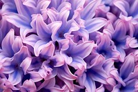 Hyacinth flower backgrounds blossom. AI generated Image by rawpixel.